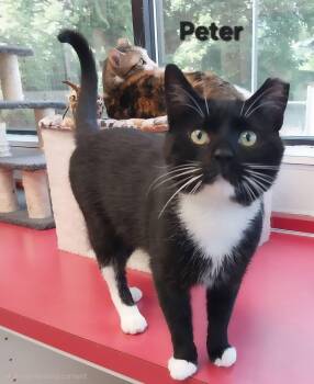 Peter -  Tuxedo Cat for Adoption in Temple, Pennsylvania - Peter | PetCurious
