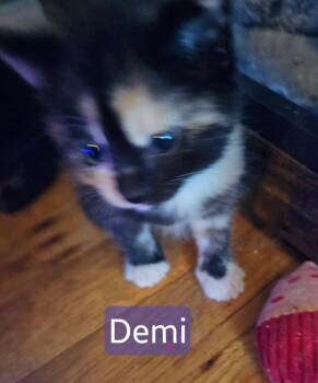Demi -  Tortoiseshell Cat Available for Adoption in Kennewick, Washington - Demi | PetCurious
