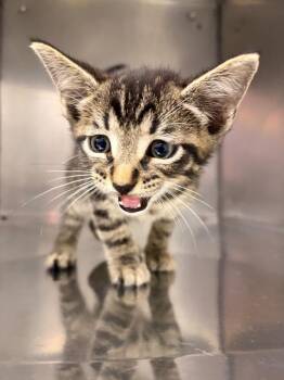 Cheshire -  Domestic Short Hair Cat for Adoption in Murray, Kentucky - Cheshire | PetCurious