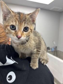 Fruitasia -  American Shorthair Cat for Adoption in Van Wert, Ohio - Fruitasia | PetCurious