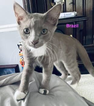 Brazil -  Domestic Short Hair Cat for Adoption in Woodbridge, Virginia - Brazil | PetCurious