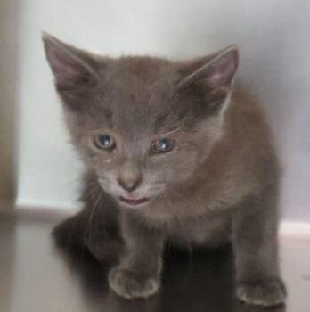 Hank -  Domestic Short Hair Cat for Adoption in Lexington, Virginia - Hank | PetCurious