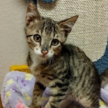 Toby -  Domestic Medium Hair Cat for Adoption in Waco, Texas - Toby | PetCurious