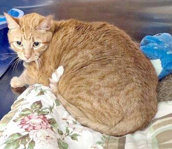 TOULOUSE -  Tabby Cat for Adoption in Henderson, Nevada - TOULOUSE | PetCurious