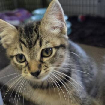Patty -  Domestic Short Hair Cat for Adoption in Belfair, Washington - Patty | PetCurious