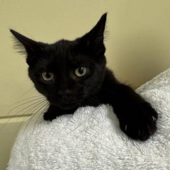Suede -  Domestic Short Hair Cat for Adoption in Richmond, Virginia - Suede | PetCurious