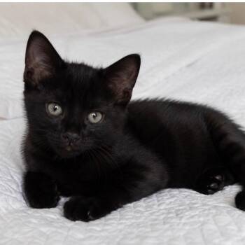 Cosmo *Adoption Pending*(in Stevensville, MD) -  Domestic Short Hair Cat for Adoption - Cosmo *Adoption Pending*(in Stevensville, MD) | PetCurious