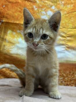 Rescue Domestic Short Hair Cats for Adoption in San Antonio, Texas - Tennessee | PetCurious