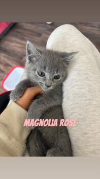 Magnolia Rose -  Domestic Short Hair Cat Available for Adoption in Johnson City, Tennessee - Magnolia Rose | PetCurious