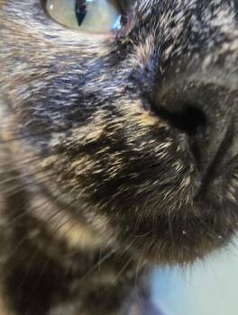 Domestic Short Hair Cats Available for Adoption in Auburn, Indiana - Sherrie | PetCurious