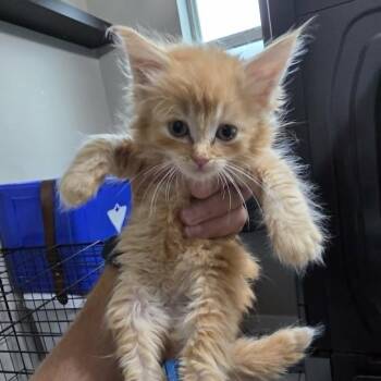 New Baby 2 -  Domestic Medium Hair Cat for Adoption in Maple Falls, Washington - New Baby 2 | PetCurious