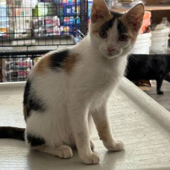 Rescue Domestic Short Hair Cats for Adoption in Pittsburg, Kansas - Cali | PetCurious