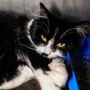 Rescue Domestic Long Hair Cats for Adoption - Earwig | PetCurious