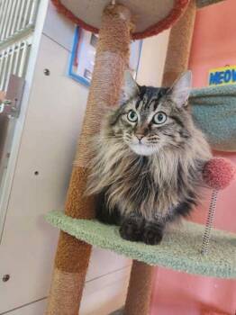 Domestic Long Hair and Domestic Short Hair Cats Available for Adoption in Scottsbluff, Nebraska - Pontoonia | PetCurious