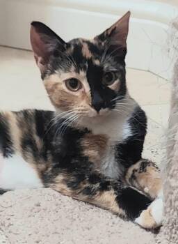 Gingersnap -  Calico Cat for Adoption in Canonsburg, Pennsylvania - Gingersnap | PetCurious