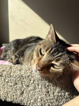 Dee -  Domestic Short Hair Cat for Adoption in Salinas, California - Dee | PetCurious