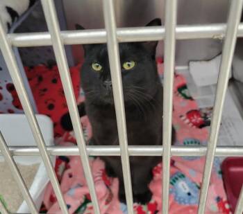 Domestic Short Hair Cats Available for Adoption in Anchorage, Alaska - SCOOTER | PetCurious