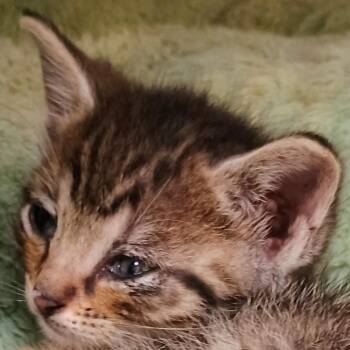 Dunkin -  Domestic Short Hair Cat for Adoption in Palestine, Texas - Dunkin | PetCurious