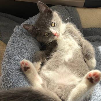 Turquoise -  Domestic Short Hair Cat for Adoption in Evanston, Illinois - Turquoise | PetCurious