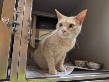 Luca -  Domestic Short Hair Cat for Adoption in Rowlett, Texas - Luca | PetCurious