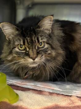 Domestic Long Hair Cats Available for Adoption in Olean, New York - Juniper "Gizmo | PetCurious