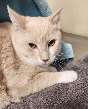 Ozzy -  Domestic Short Hair Cat for Adoption in Vancouver, Washington - Ozzy | PetCurious