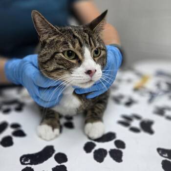 Pear -  Domestic Short Hair Cat for Adoption in Incline Village, Nevada - Pear | PetCurious