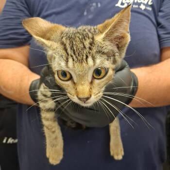 Foxy -  Domestic Short Hair Cat for Adoption in Lufkin, Texas - Foxy | PetCurious
