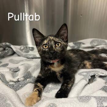 Pulltab -  Domestic Short Hair Cat for Adoption in Buffalo, Minnesota - Pulltab | PetCurious