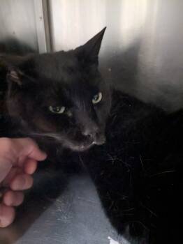 Rescue Domestic Short Hair Cats for Adoption in Meriden, Connecticut - Tolkien AKA Midnight | PetCurious