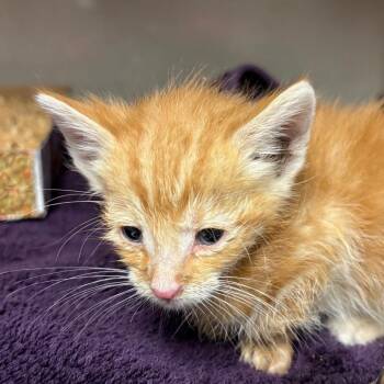 Domestic Short Hair Cats Available for Adoption - Tiger | PetCurious