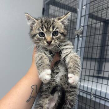 Tabby and White Male -  Domestic Medium Hair Cat for Adoption in Shelbyville, Illinois - Tabby And White Male | PetCurious