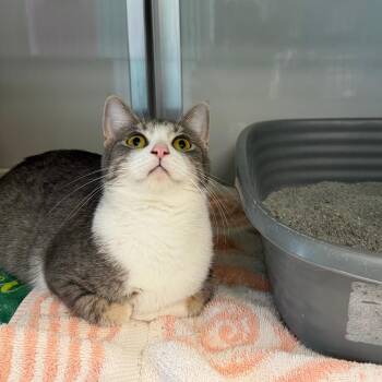 Ginny -  Domestic Short Hair Cat for Adoption in Saint Charles, Missouri - Ginny | PetCurious