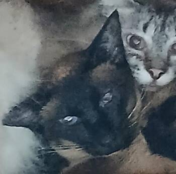 Everly Grace -  Siamese Cat for Adoption in Lee