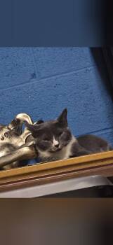 Luna -  Domestic Short Hair Cat for Adoption in Charlotte, North Carolina - Luna | PetCurious