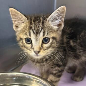 Peow -  Domestic Medium Hair Cat for Adoption in Charleston, West Virginia - Peow | PetCurious
