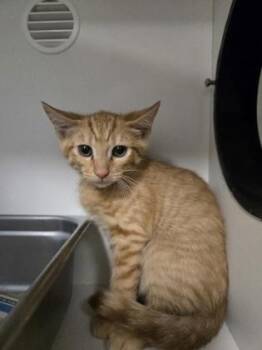 Coach -  Domestic Short Hair Cat for Adoption in Savannah, Georgia - Coach | PetCurious