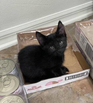 Domestic Short Hair Cats Available for Adoption in Oviedo, Florida - Relish | PetCurious