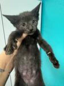 Mischief -  Domestic Short Hair Cat for Adoption in Chico, California - Mischief | PetCurious