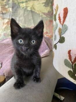 Domestic Short Hair Cats Available for Adoption in Sacramento, California - Polka Dot *Available 5/12  | PetCurious