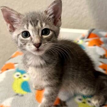 Vivian -  Domestic Short Hair Cat for Adoption in NEW PT RICHEY, Florida - Vivian | PetCurious