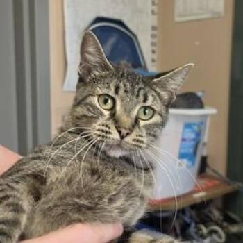 Lydia -  Domestic Short Hair Cat for Adoption in Downers Grove, Illinois - Lydia | PetCurious