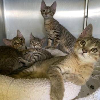 Crimson -  Domestic Short Hair Cat for Adoption in Dayton, Ohio - Crimson | PetCurious