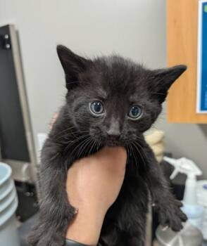Onyx -  Domestic Short Hair Cat for Adoption in Missoula, Montana - Onyx | PetCurious