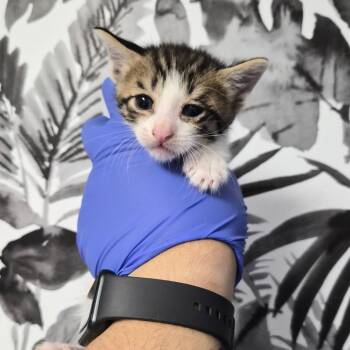 Domestic Short Hair Cats Available for Adoption in Wahiawa, Hawaii - Comet | PetCurious