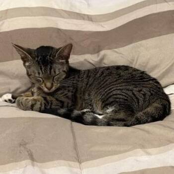 Lily - Home to Home -  Domestic Short Hair Cat for Adoption in South Elgin, Illinois - Lily - Home To Home | PetCurious