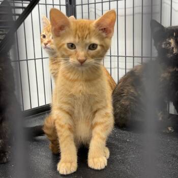 Twix -  Domestic Short Hair Cat for Adoption in Richmond, Missouri - Twix | PetCurious