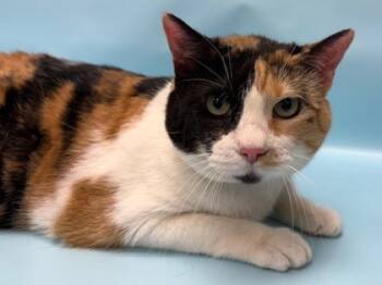 Rescue Domestic Short Hair Cats for Adoption in Minneapolis, Minnesota - Freya | PetCurious
