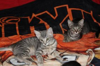 Deku (CL-J) -  Domestic Short Hair Cat for Adoption in Austin, Texas - Deku (CL-J) | PetCurious