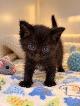 Felix -  Domestic Medium Hair Cat for Adoption in Lagrange, Indiana - Felix | PetCurious